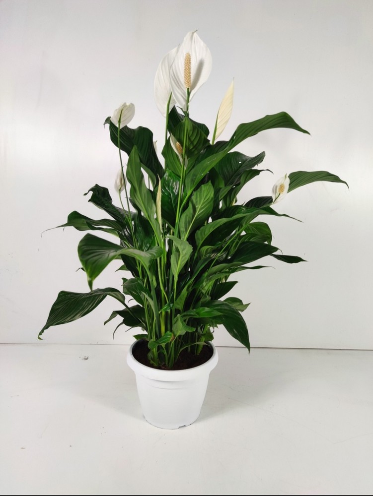 Spathiphyllum_diam